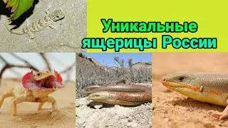 Уникальные ящерицы России! Веретиницы, агамы, геконы, сцинки