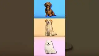 Choose a DOG!