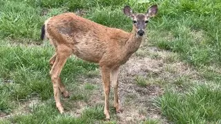 Highlight:  Wild deer hanging out in our backyard