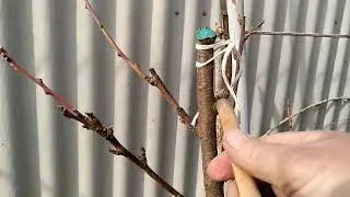 Пересадка двурічного нектарина восени.