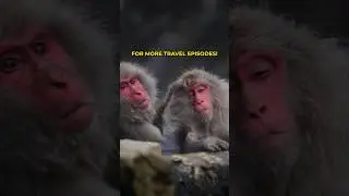 EPISODE 2 - SNOW MONKEYS IN JAPAN! Add this to your Japan bucketlist 