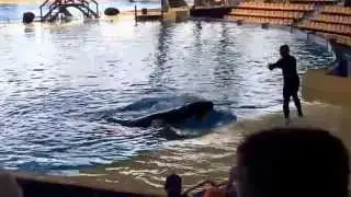 Представление с касатками в Loro Park ( Тенермфе) part 2