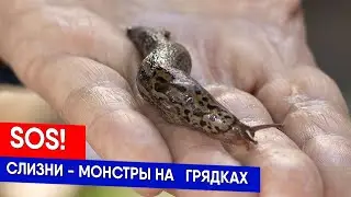 SOS! СЛИЗНИ - МОНСТРЫ НА   ГРЯДКАХ