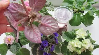 VIOLETS/TRANSPLANTING AND REROOTING!