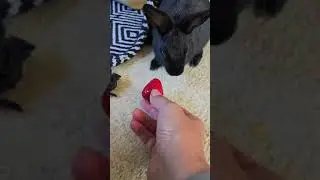 Let's see which of my animals will eat strawberries 🍓