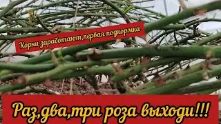 Раз. Два. Три. Роза выходи. Корни заработают. Первая подкормка.