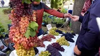 Виноград  (сорт ) Преображение.  Северный виноград .