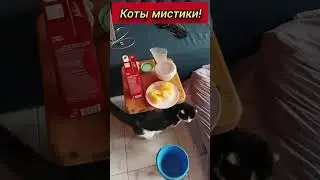 Коты мистики! 
