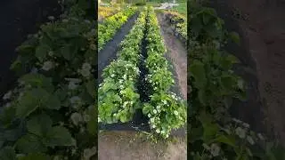 💥Знаменитая КУПЧИХА🍓👍 Звезда нашей ягодной коллекции🔥 ЛПХ «ЭКОДОМ 60»