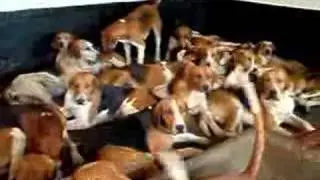 Old English Foxhounds on their bed.