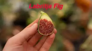 Labritja Fig Taste Test (12-12-21)