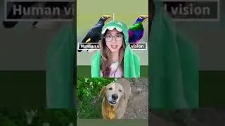 Tiktok Deasi Listiani | BEGINILAH CARA HEWAN MELIHAT DUNIA