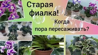 Старая фиалка! Как определить что нужна пересадка?