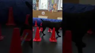 Кане -Корсо это не просто собака!!! #canecorso #canecorsoitaliano #dog #канекорсо #троя