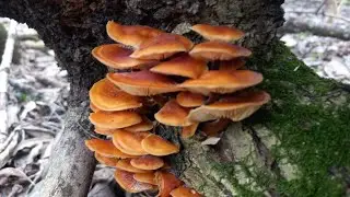 ❗Подводим итоги 2023 г. 🍄 Ноябрь-декабрь❗