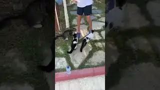Все на завтрак 🇹🇷 #cute #cat #catlover #animals #kitten