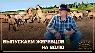 Отпустили немного жеребцов на волю | Провели скачки на приз памяти конезаводчика Хасана Идиятуллина