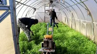 Перепахиваем горчицу в теплице на самоизоляции