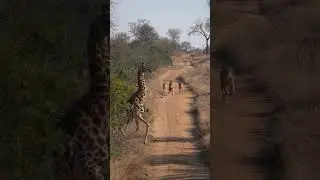 ВОТ ЭТО ВСТРЕЧА!