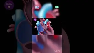 Heart Blood Circulation, blood pumping by heart,  रक्त परिसंचरण, दिल काम कैसे करता है, NEET Biology