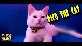 PICO SI KUCING PERSIA GEMBUL USIA 4 BULAN _ CAT ODD EYES