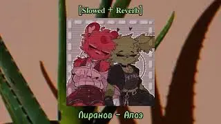 🌿Лиранов — Алоэ🌿 [𝑺𝒍𝒐𝒘𝒆𝒅 + 𝑹𝒆𝒗𝒆𝒓𝒃] |𝑩𝒐𝒏𝒖𝒔: 𝒆𝒅𝒊𝒕 𝒂𝒖𝒅𝒊𝒐|