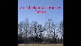 Architektúra stromov - Breza