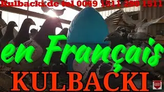 en Français, RACING PIGEONS KULBACKI tel.: +49-1511-290-1511