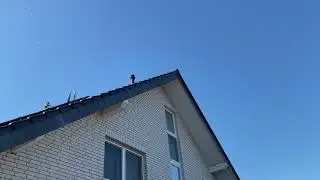 Голуби Tauben чёрнаносые Желтоглазые ￼ Германия
