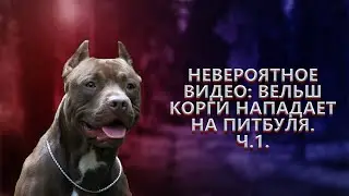 Корги против питбуля - невероятный поединок