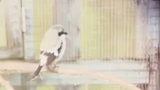Shrike Release Monitoring