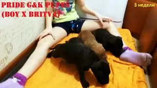 PRIDE G&K PUPES 2019 (BOY X BRITVA)