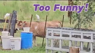 These Cute Farm Babies, What Are They Up To?
