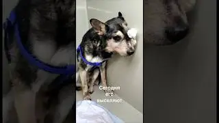 Барашке НЕ СОБРАЛИ💔