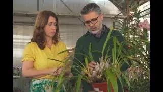 Como Reenvasar uma Orquídea Cymbidium