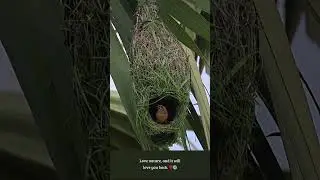 The Master Weavers of the Wild 🌾🐦 🏡🕊️ 