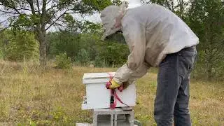 Small Hobby Frame Honeybee Pollination Contacts. Is The Return Worth All The Effort and Risk?