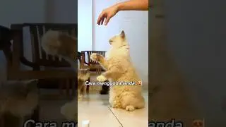 Kucing takut dikasih vitamin / obat? Begini trik membujuk Kucing yg susah dikasih vitamin /obat #cat