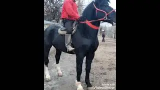 ноокат жылкысы красавчик