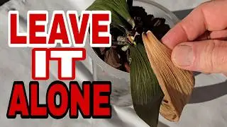 The Real Reason You are Killing Your Orchids