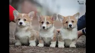 Продаются щенки вельш-корги пемброка! Питомник РКФ.