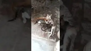 caty feeding milk
