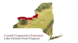Precision Pruning Honeycrisp