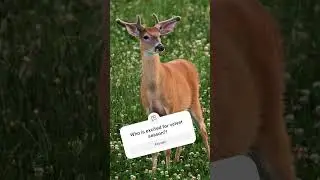 Anyone? #subscribe #huntingseason #hunt #wildlife #bowhunting #deer #summer