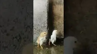 #funny #fypシ #memes #memesdaily #memesvideo