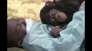 Become a Chimp Guardian - Tacugama Chimpanzee Sanctuary