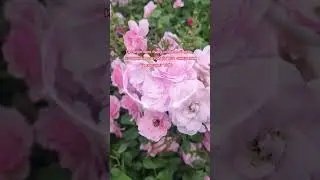 Доброе утро,хорошего дня открытки на каждый день #открытка #доброеутро #видеооткрытка #доброеутречко