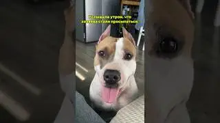 У вас так же?😂 #shortvideo #staff #стаффорд #стаффордширскийтерьер #amstaff #амстафф #юмор