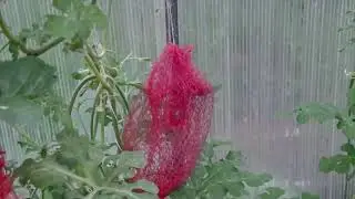 Что растет и выросло Часть 3