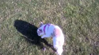 Maisie on a walk